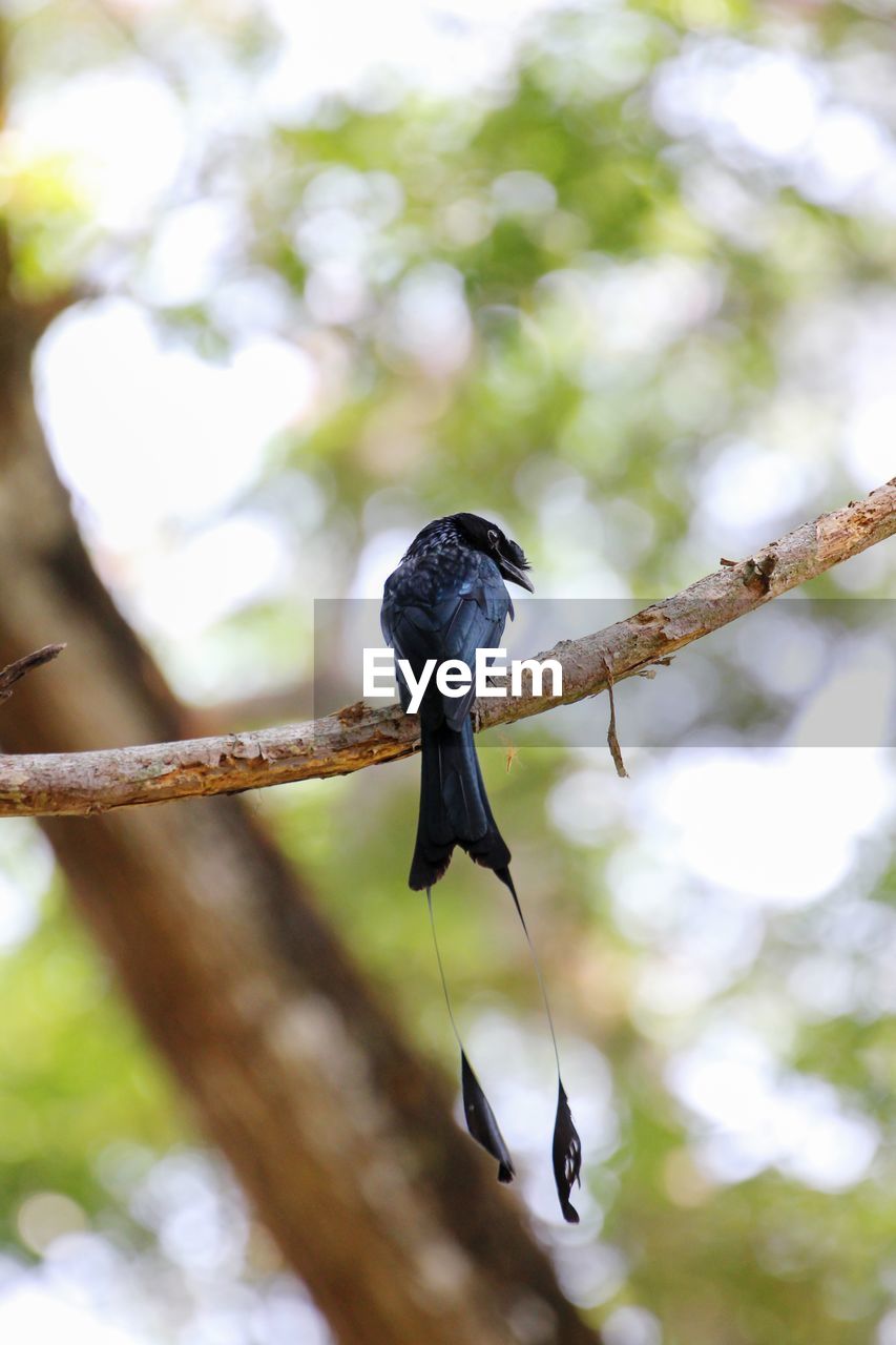 CLOSE-UP OF BIRD PERCHING ON A BRANCH