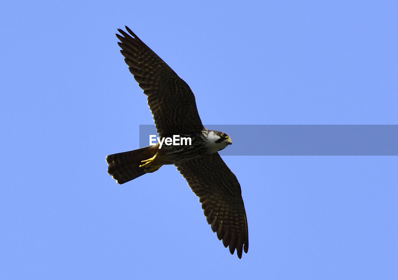 CLOSE-UP OF EAGLE FLYING AGAINST CLEAR BLUE SKY