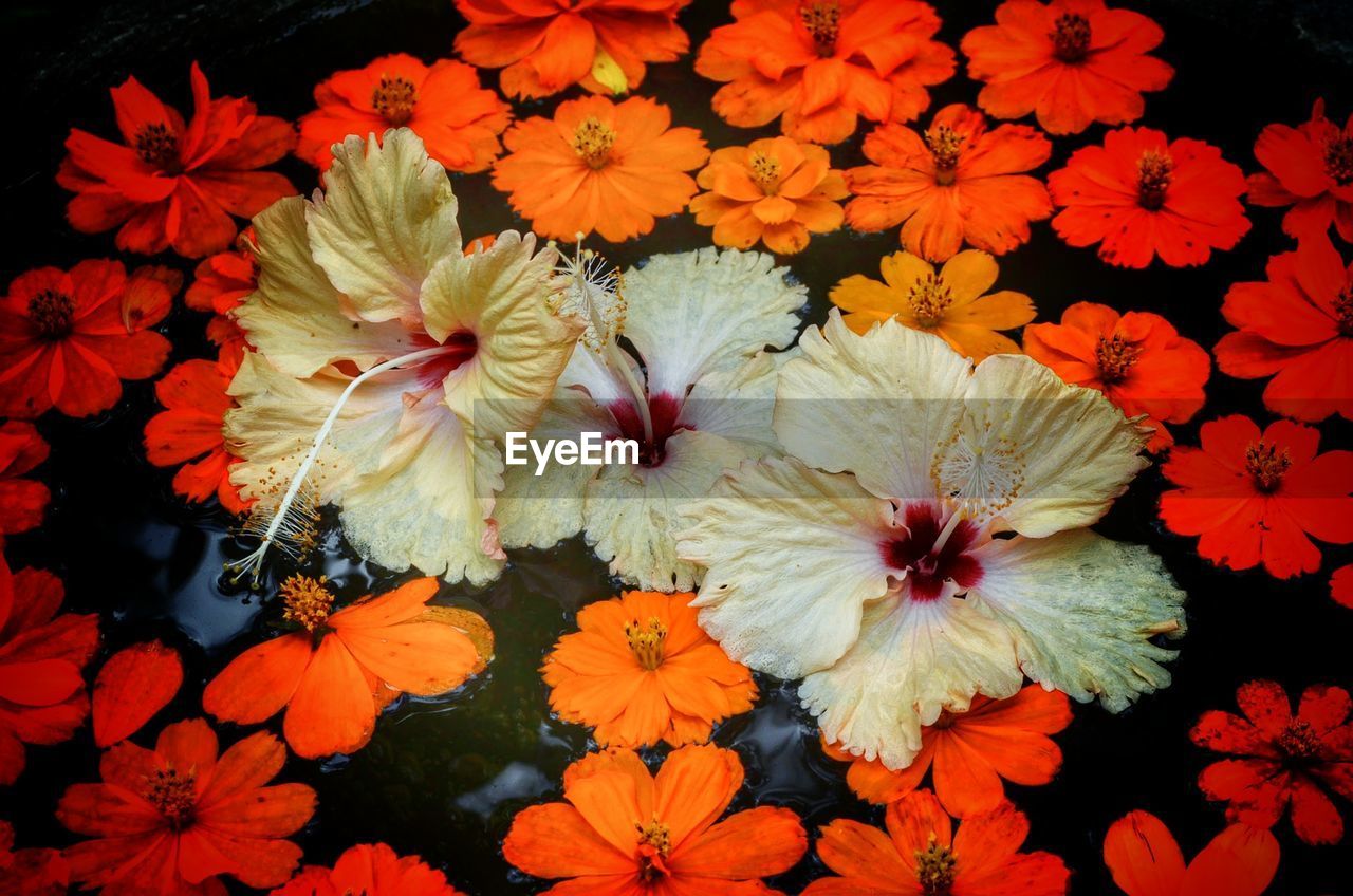 HIGH ANGLE VIEW OF WHITE FLOWERING PLANT