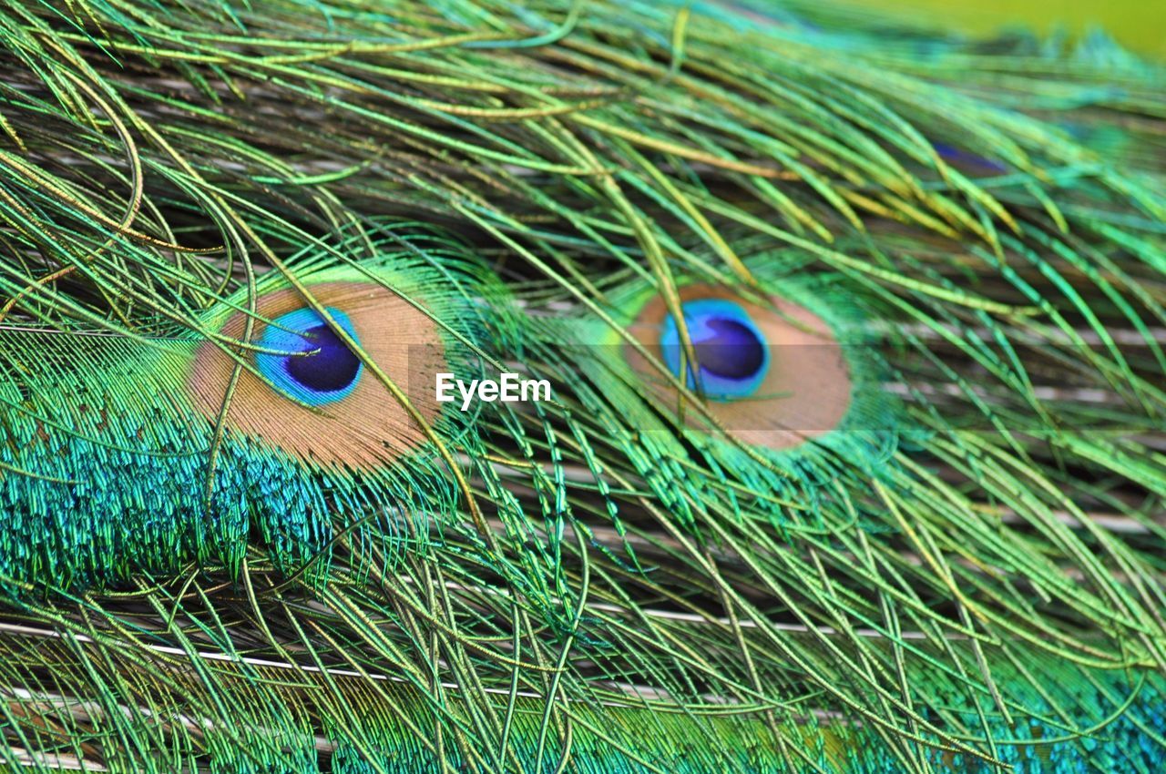 Close-up of peacock feathers