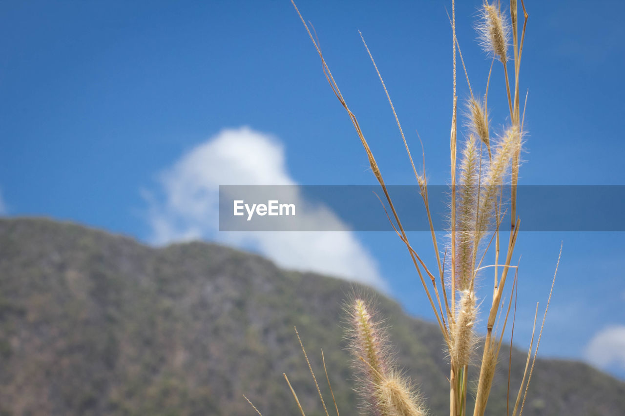 CLOSE-UP OF STALKS AGAINST SKY