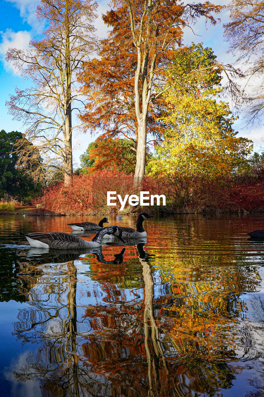 VIEW OF AUTUMN LEAVES IN LAKE
