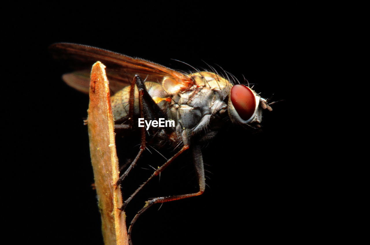 Extreme close-up of housefly on twig against black background