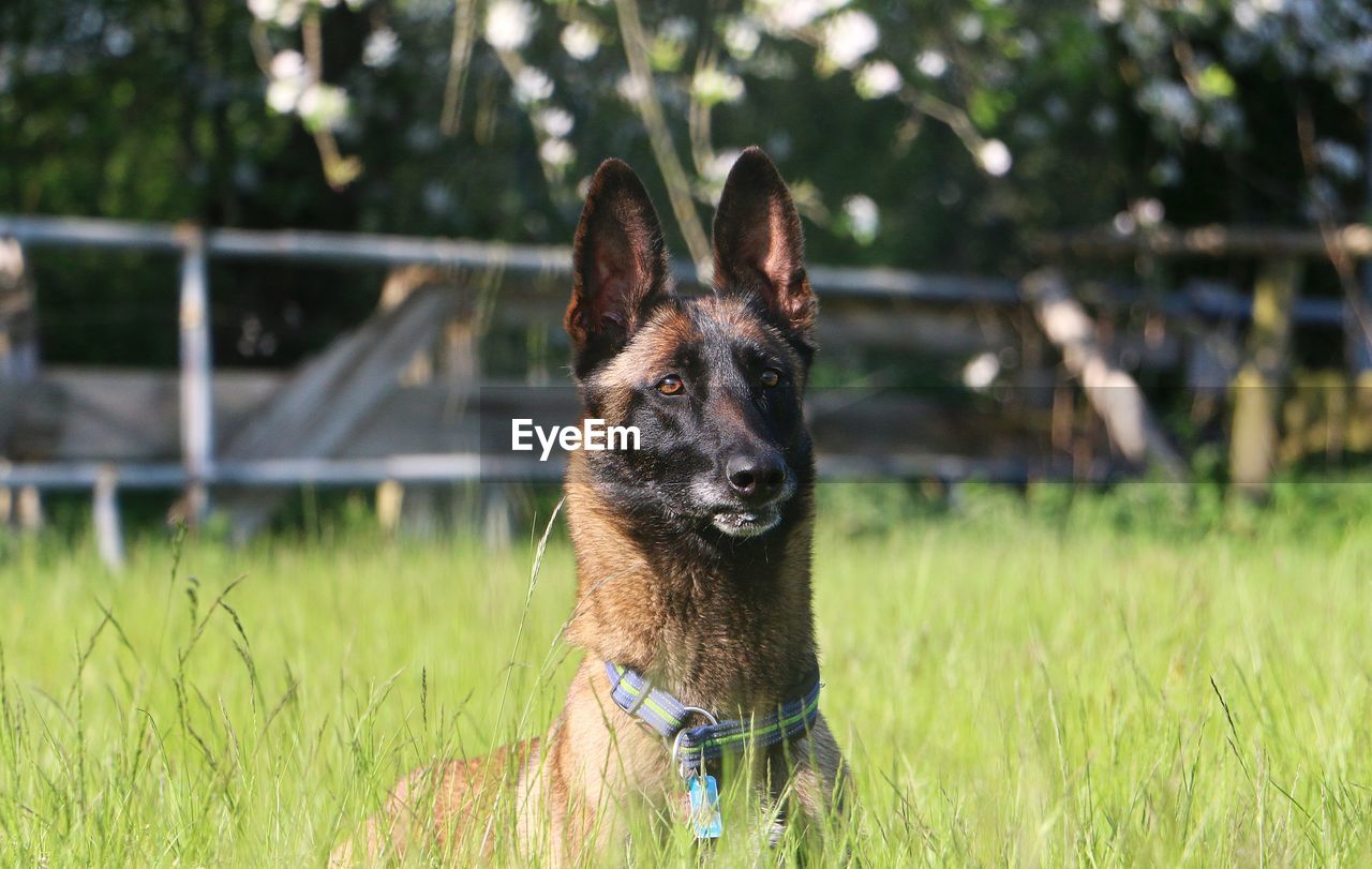 PORTRAIT OF A DOG IN FIELD