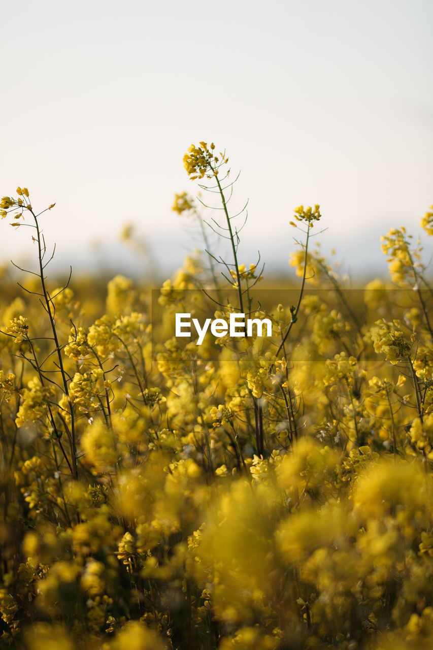 Close-up of yellow flowering plants on field