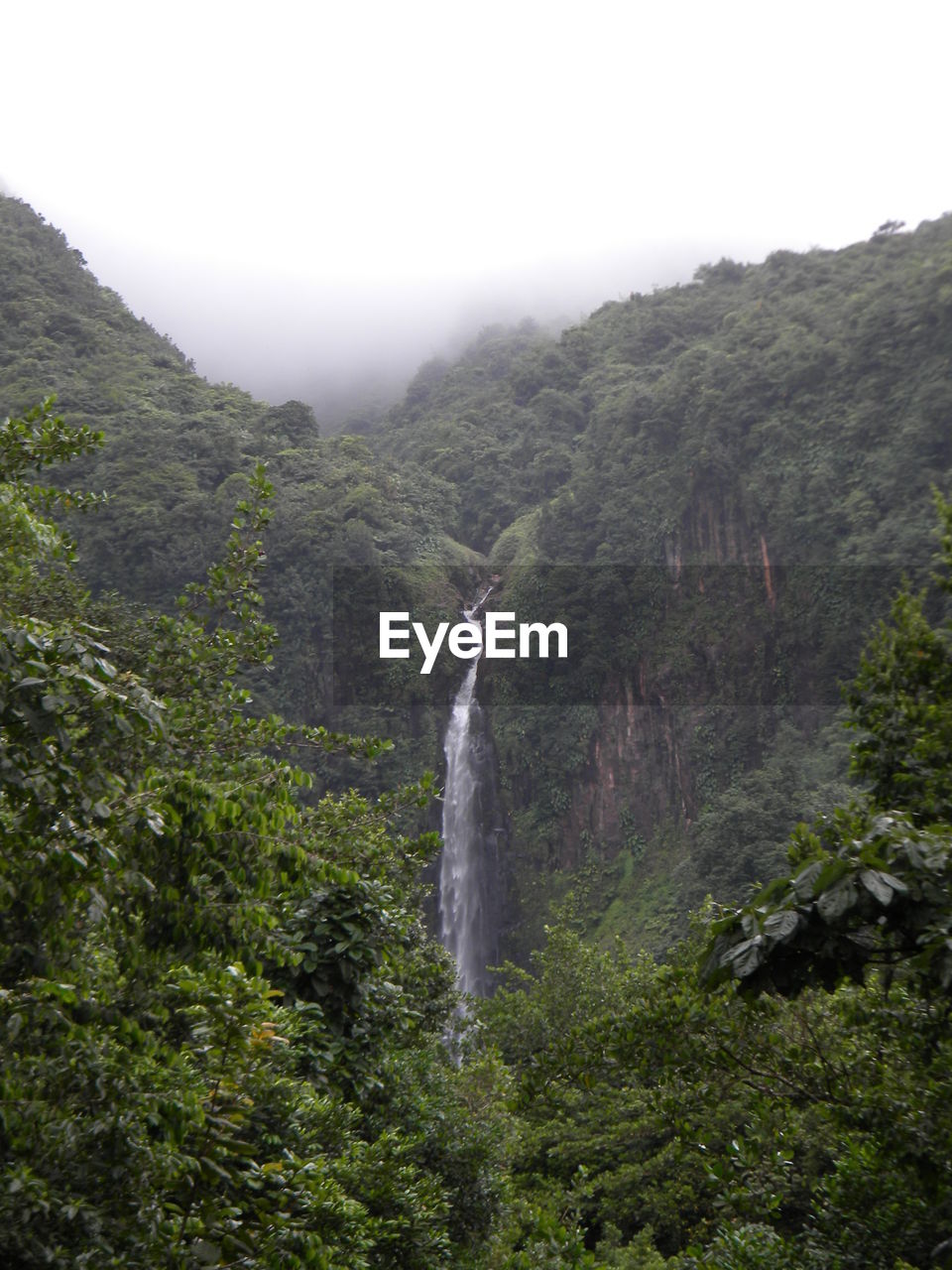 Trees and plants growing in forest with waterfall in background