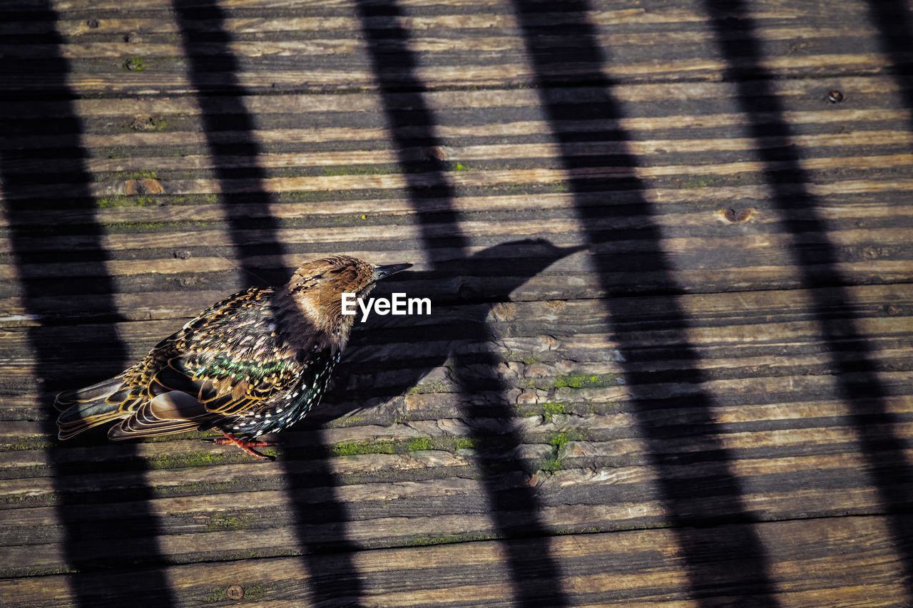 high angle view of a bird