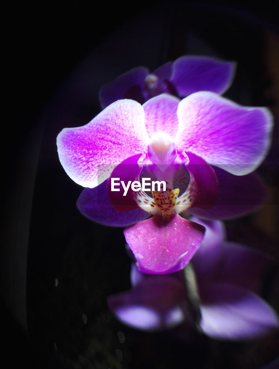 CLOSE-UP OF PINK ORCHID FLOWER