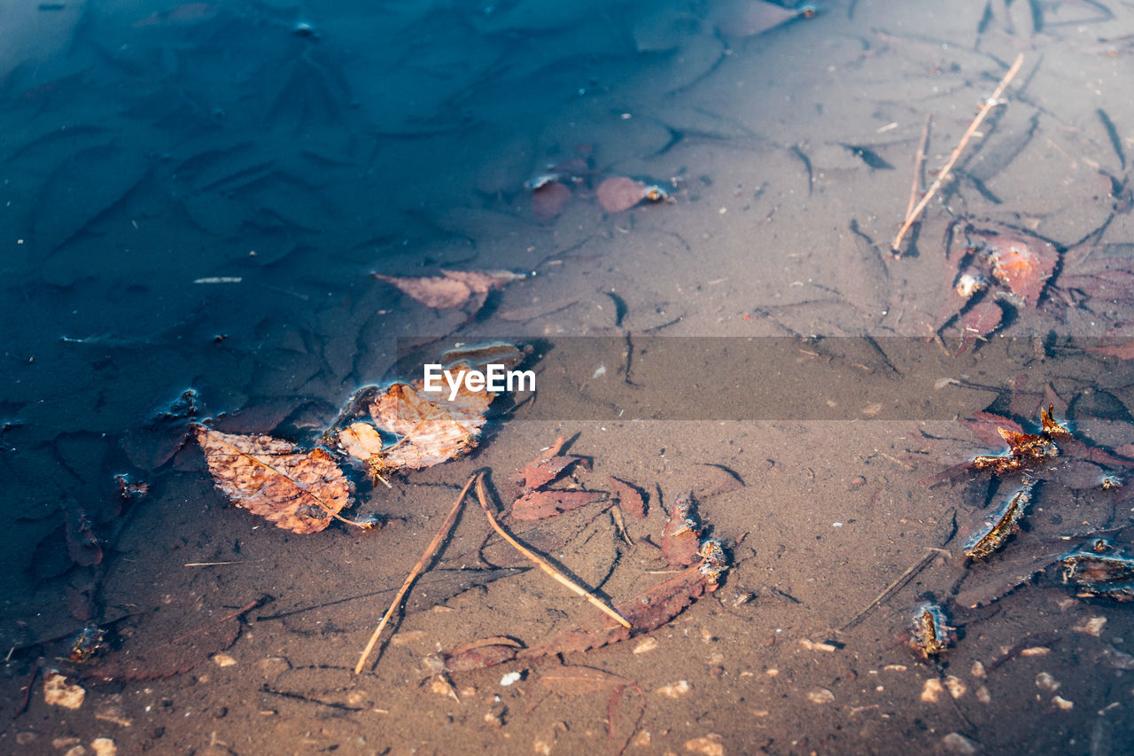 High angle view of leaves floating in dirty water