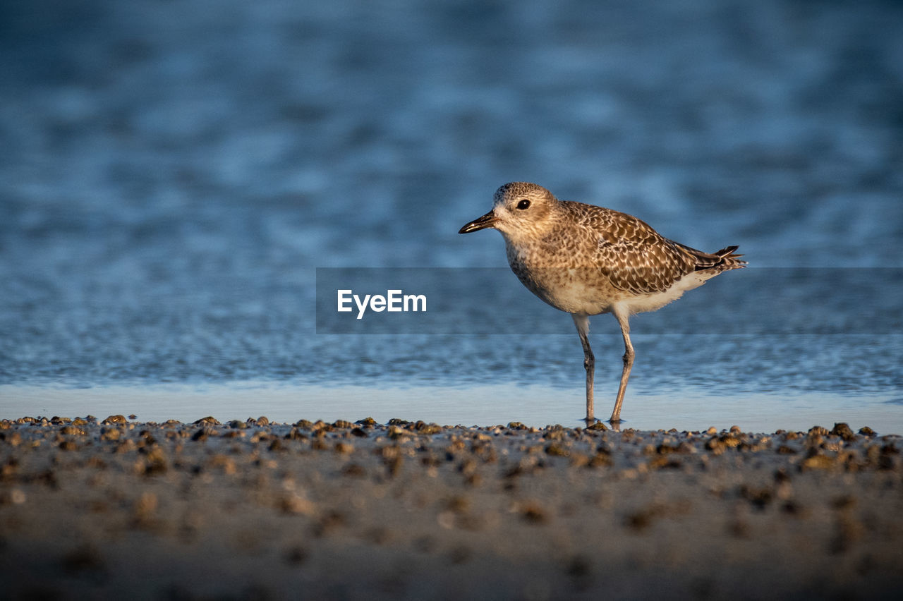 Side view of seagull on beach