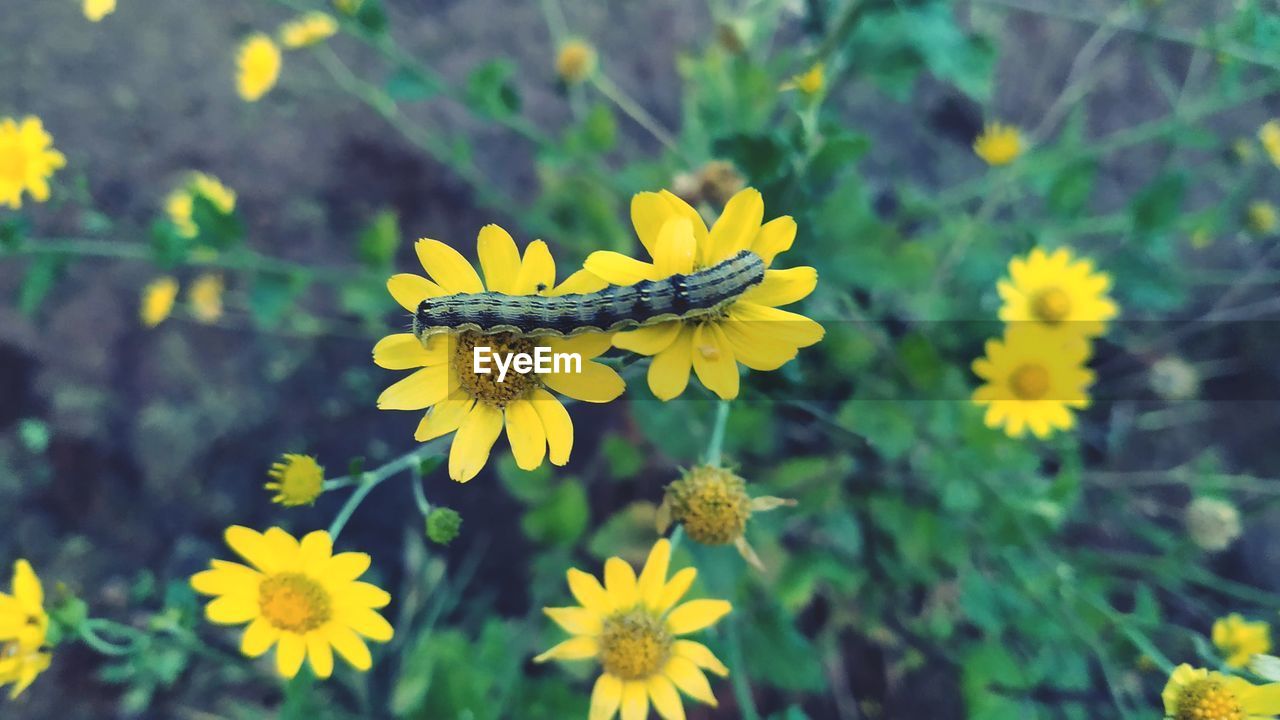 CLOSE-UP OF YELLOW FLOWERING PLANT IN GARDEN