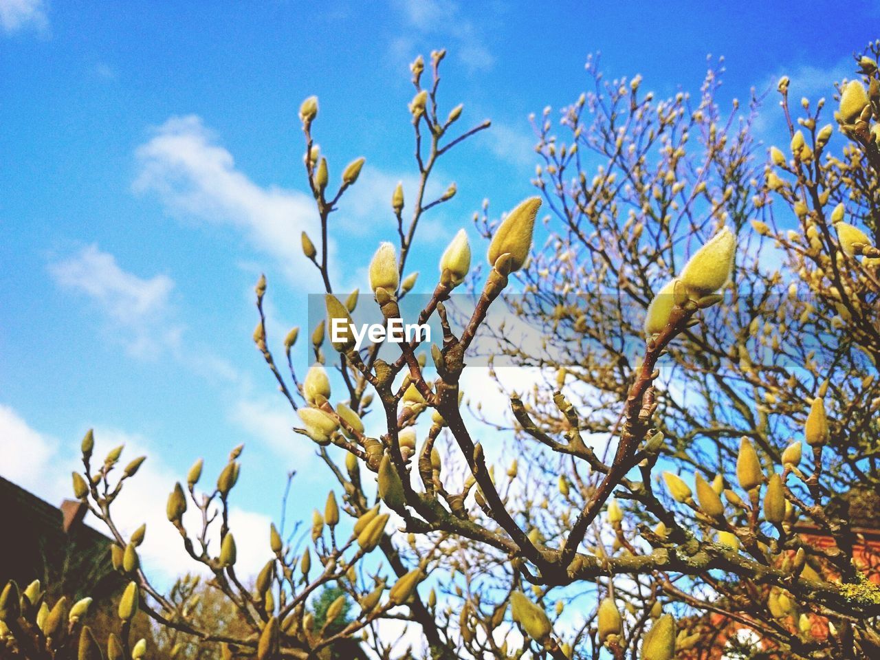 Low angle view of tree against cloudy sky