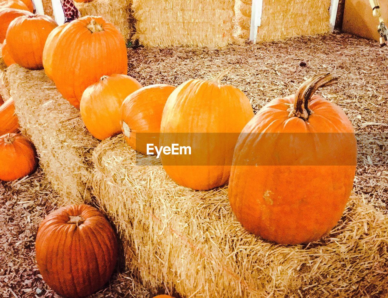 CLOSE-UP OF PUMPKIN WITH ORANGE PUMPKINS ON HAY