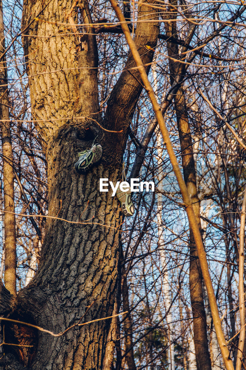 LOW ANGLE VIEW OF BARE TREES AGAINST SKY