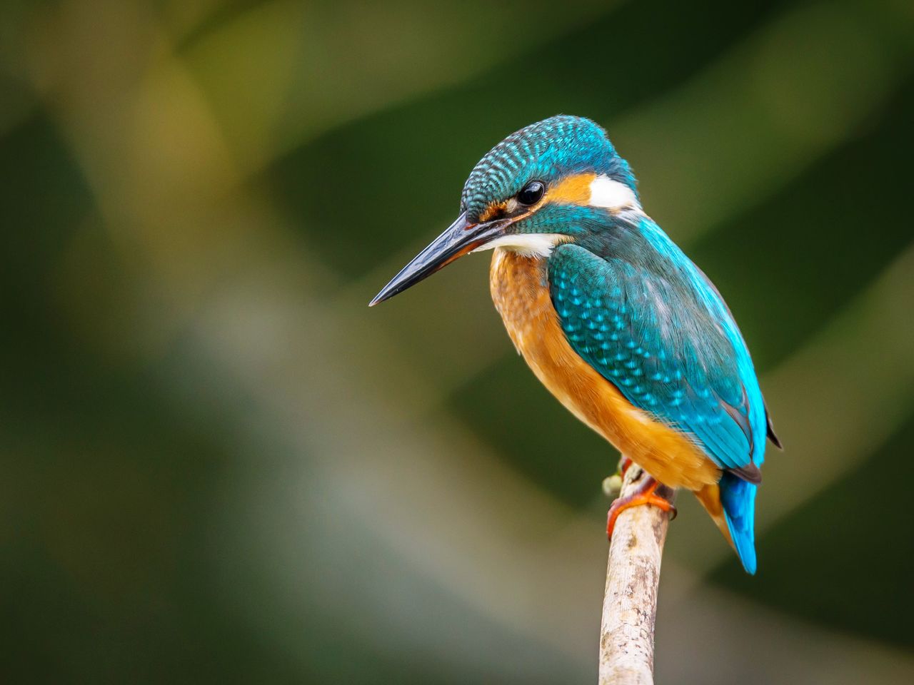 Close-up of bird perching on branch