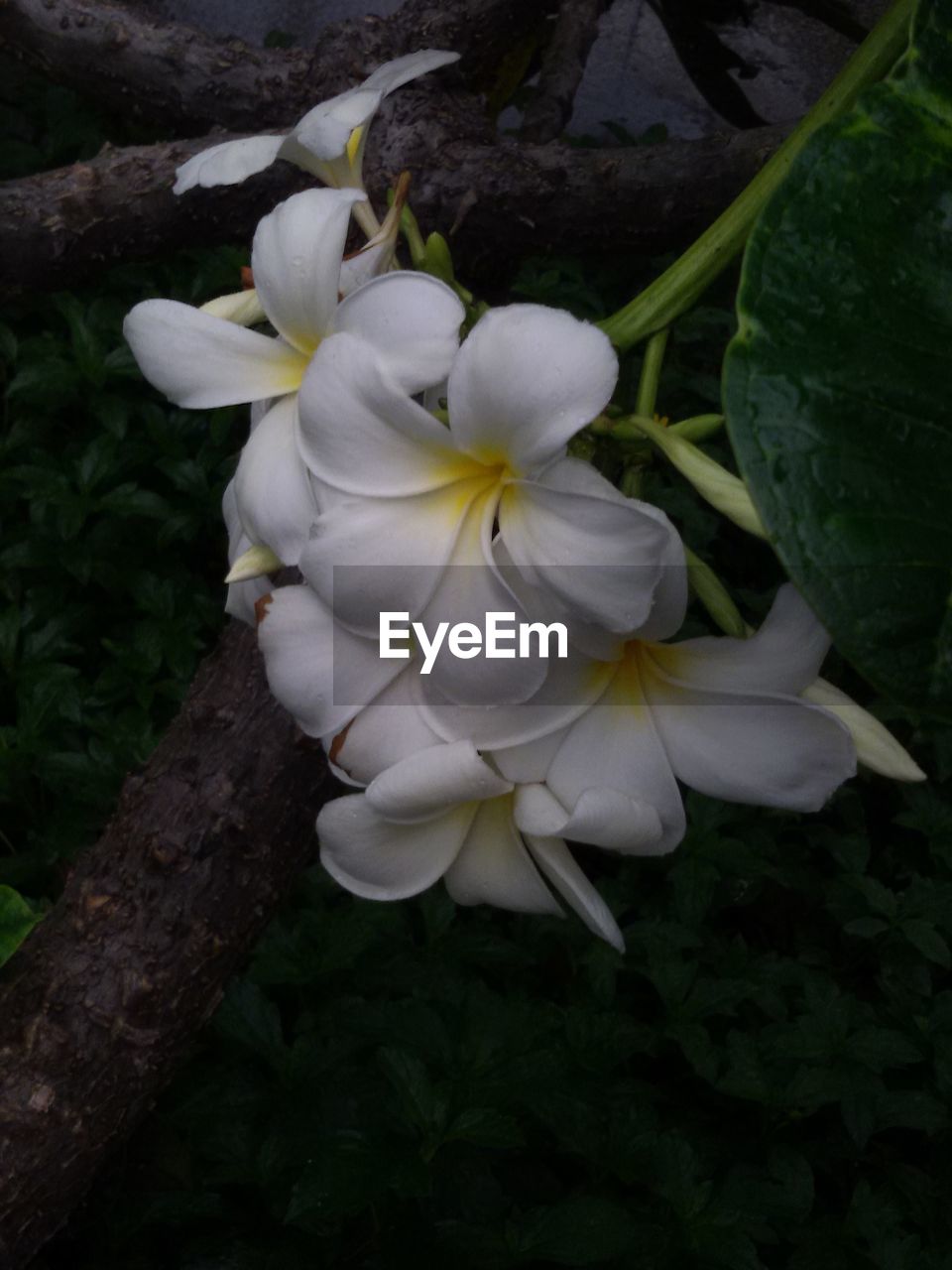 CLOSE-UP OF WHITE FLOWER BLOOMING OUTDOORS