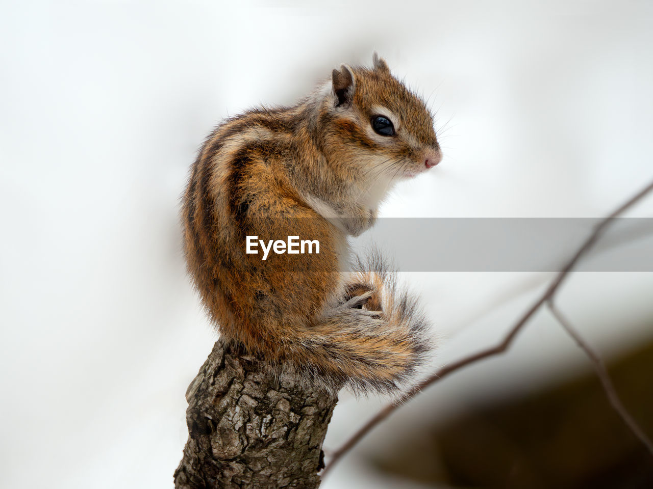close-up of squirrel on branch