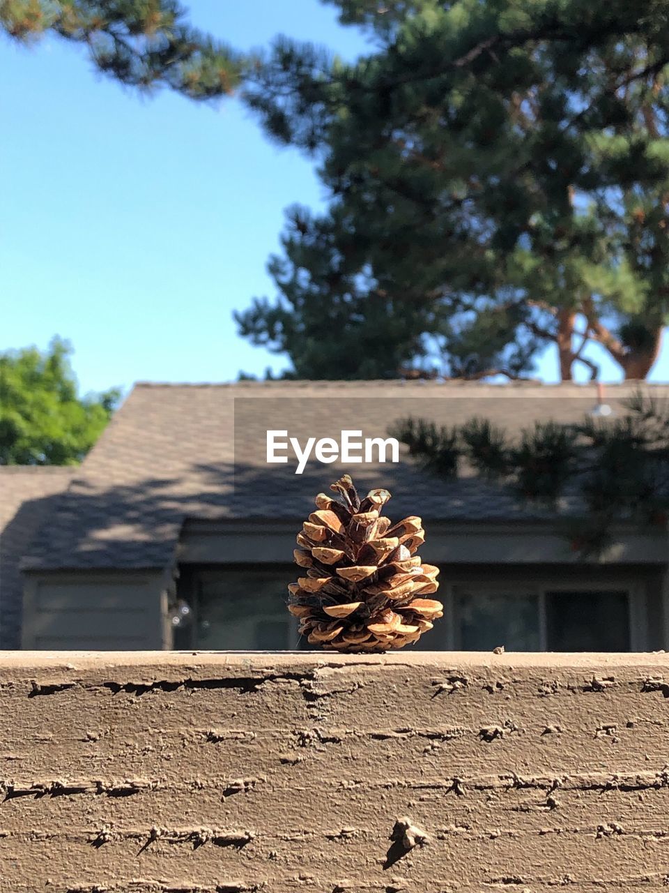 Single pine cone on a ledge