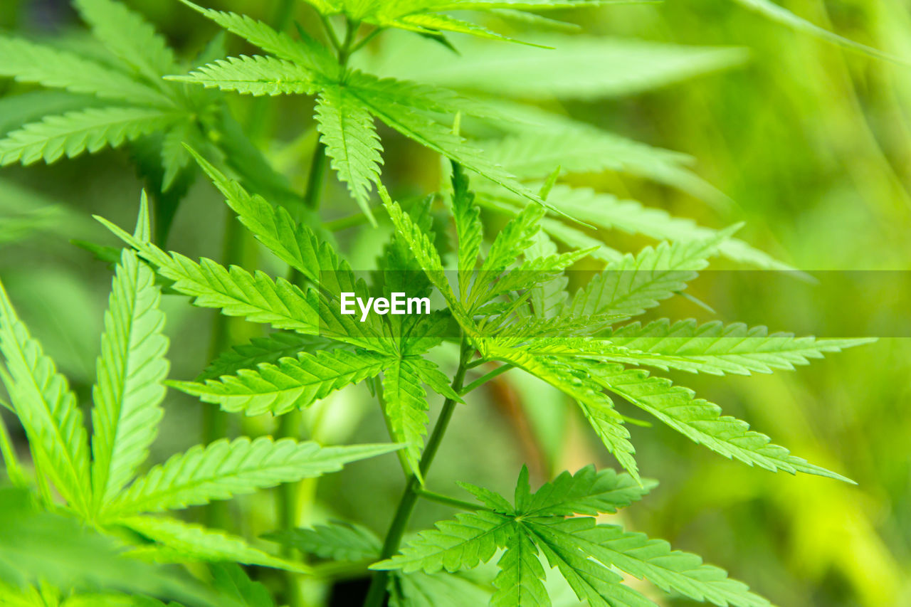 Young green leaf cannabis indica plant marijuana