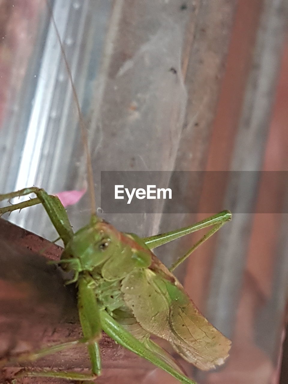 CLOSE-UP OF GRASSHOPPER