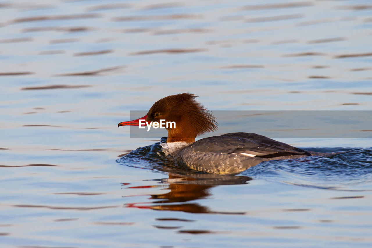 Goosander female swimming on inland lake in winter pushing bow wave in front of her