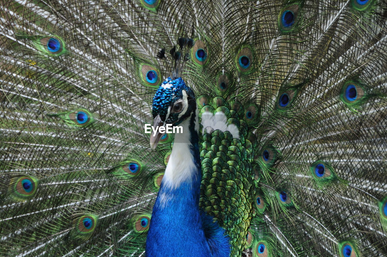 peacock, peacock feather, bird, fanned out, animal themes, animal, feather, animal wildlife, one animal, wildlife, showing off, showing, beauty in nature, blue, fashion accessory, multi colored, dancing, animal behavior, pattern, elegance, pride, nature, green, animal body part, animal's crest, day, close-up, tail, full frame, vanity, vibrant color, wing, outdoors, spreading, flying, animal head, emotion, beak, awe, spread wings