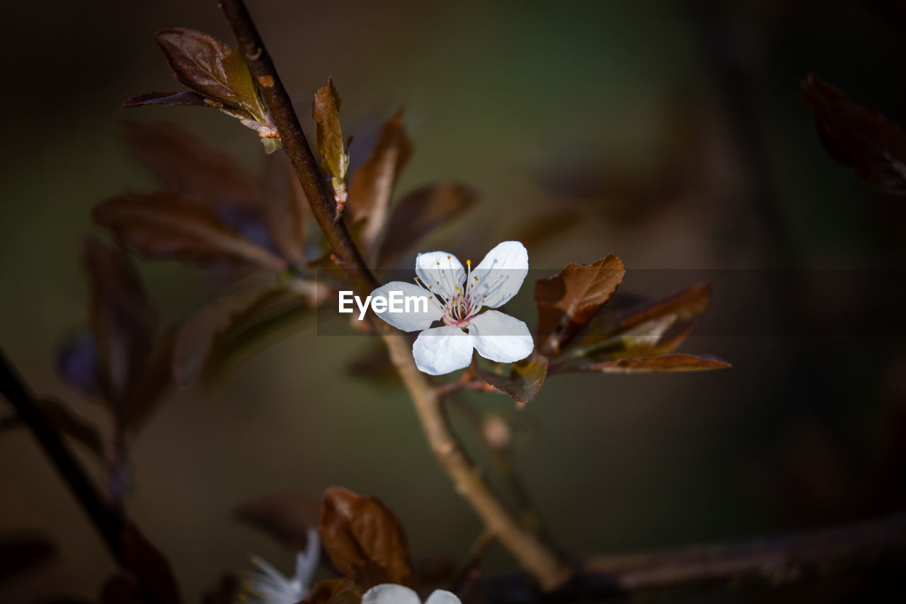 Close-up of white cherry blossom plant