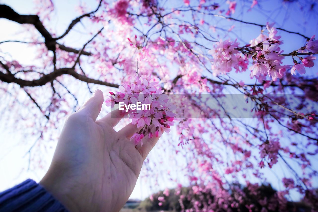 Close-up of hand holding pink flowers of tree