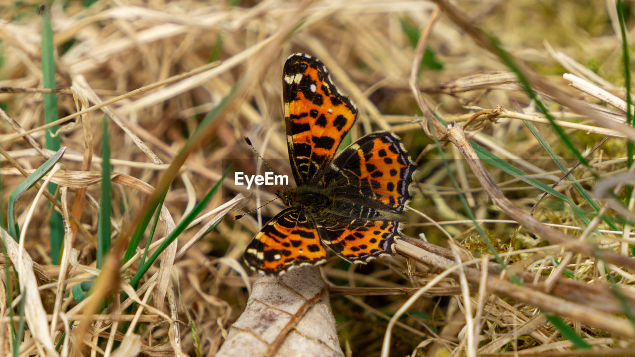 Close-up of butterfly on plant