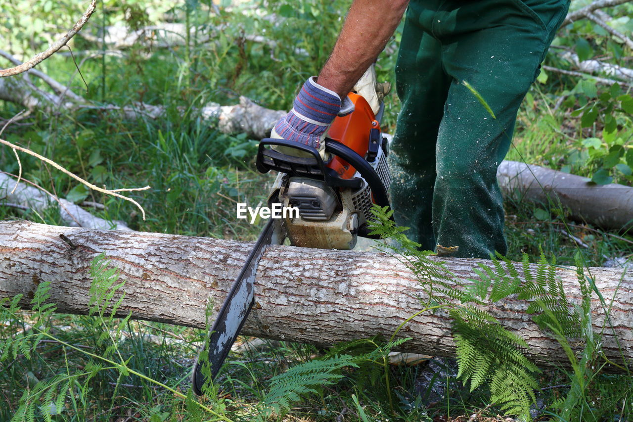 Midsection of man cutting tree trunk in forest