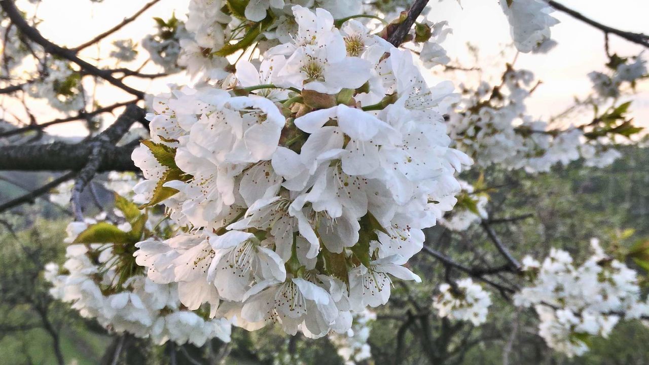 CLOSE-UP OF FLOWERS GROWING ON TREE