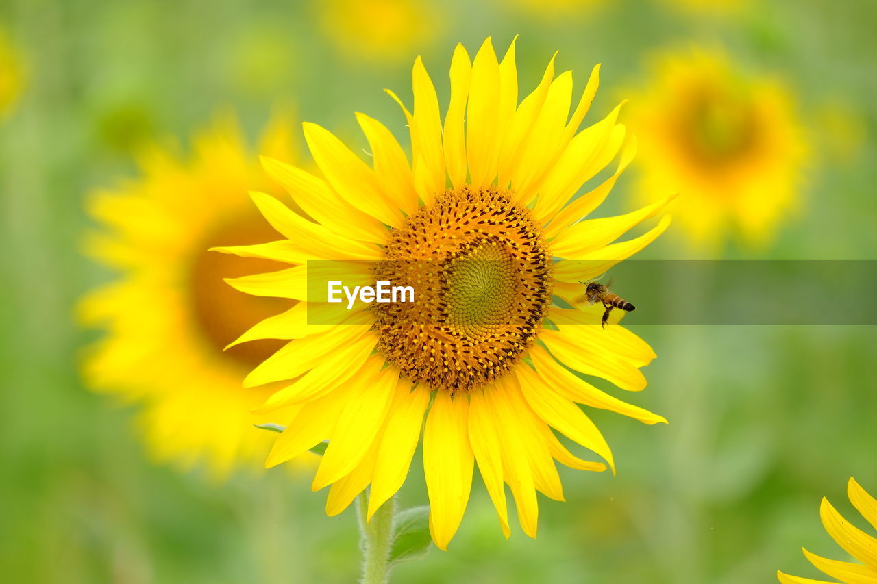 Close-up of bee on sunflower