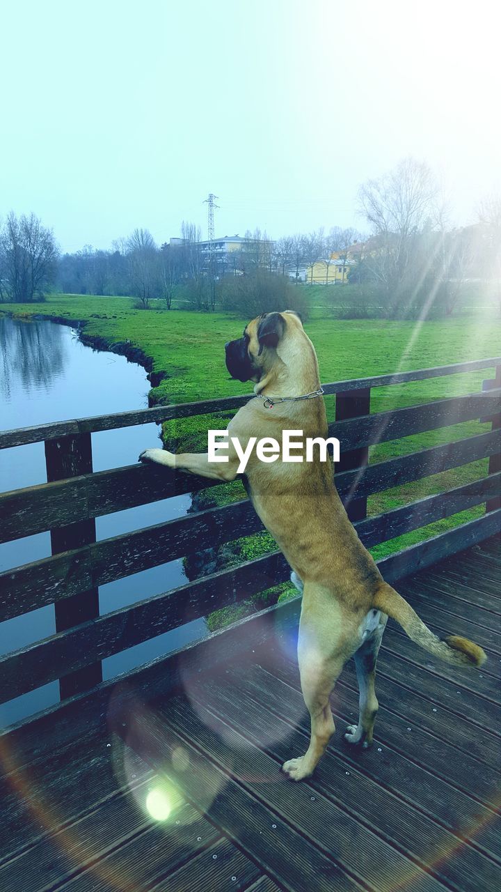 Dog on bridge over river against sky