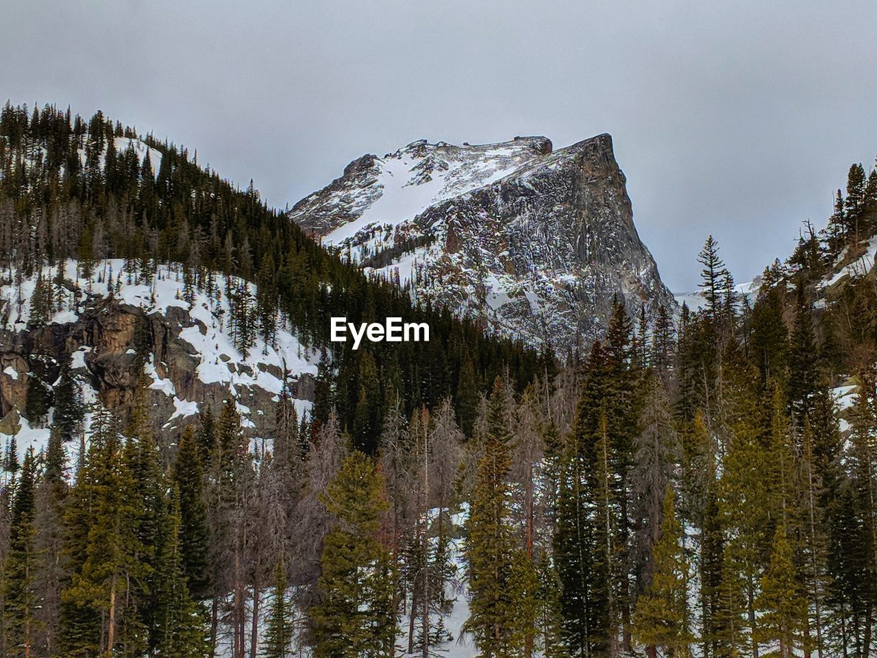 Pine trees on snowcapped mountains against sky