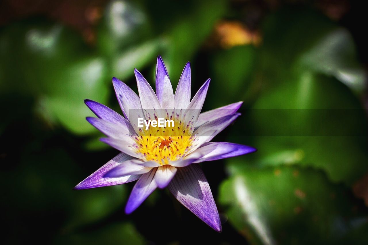 Close-up of purple water lily