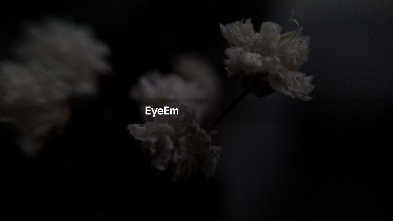 CLOSE-UP OF CHERRY BLOSSOM BLOOMING ON BRANCH