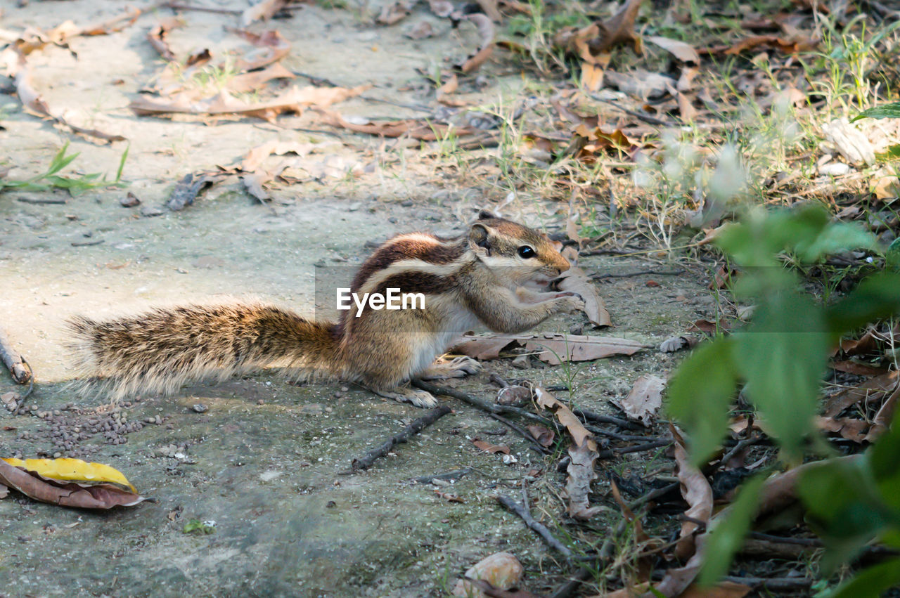 A small striped ground squirrel fat dormouse rodent family, eating nut food in a public park.