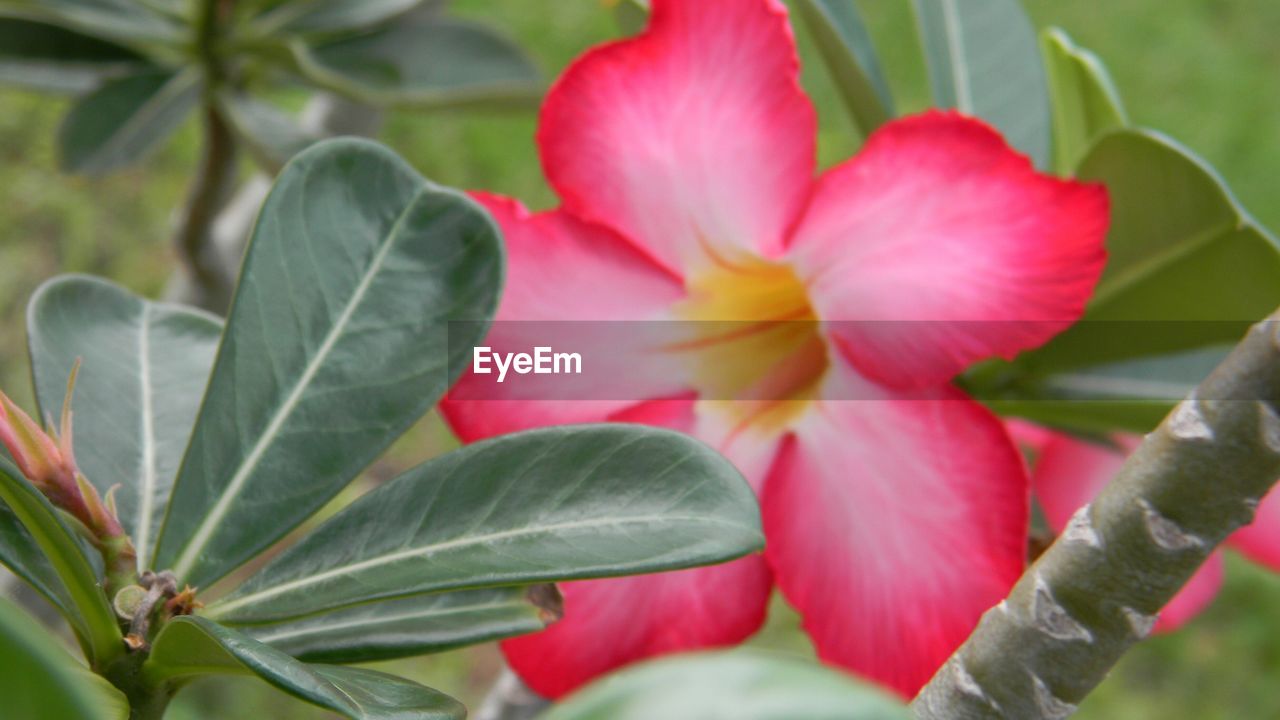 CLOSE-UP OF PINK FLOWERS BLOOMING