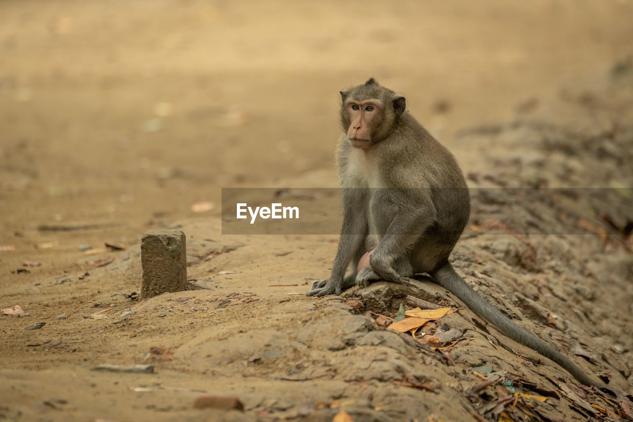 Long-tailed macaque sits on sand beside post