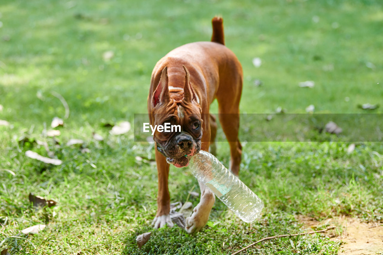 portrait of a dog running on field