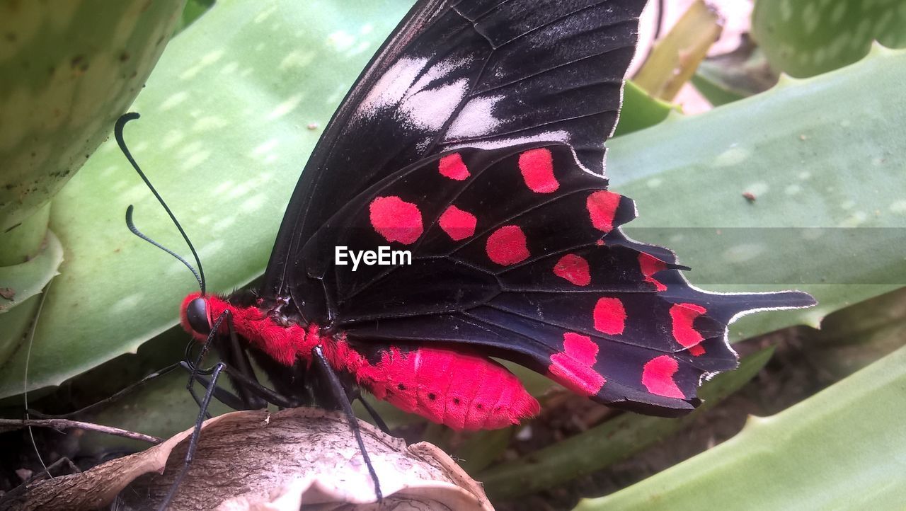 Close-up side view of a butterfly