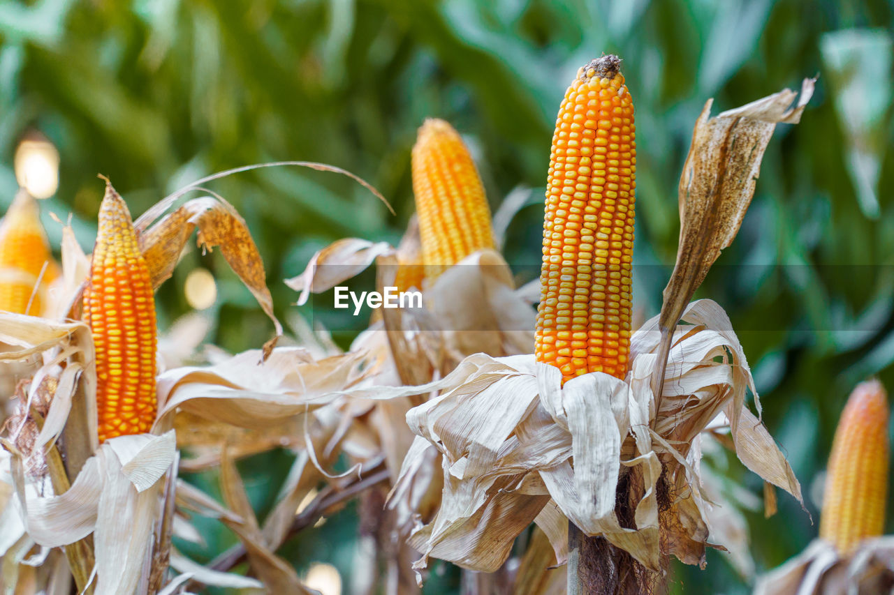 corn, flower, food, plant, crop, food and drink, agriculture, vegetable, nature, corn kernels, growth, cereal plant, close-up, sweet corn, no people, landscape, macro photography, freshness, healthy eating, outdoors, yellow, land, day, food grain, rural scene, focus on foreground, beauty in nature, field, organic, harvesting, leaf, environment