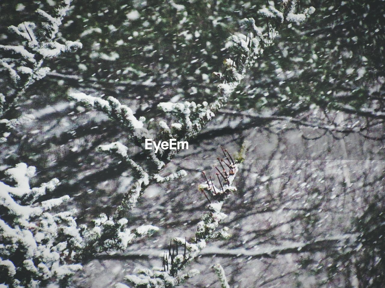 VIEW OF SNOW COVERED TREES