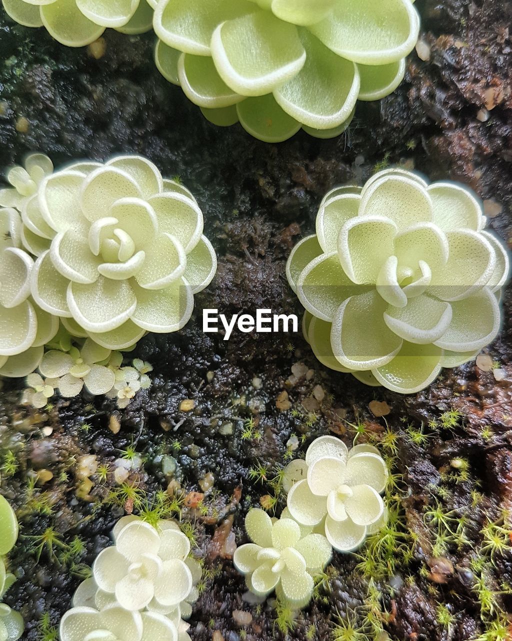 HIGH ANGLE VIEW OF PLANT GROWING OUTDOORS