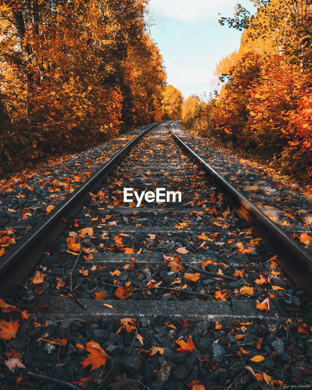 Empty railroad tracks amidst trees during autumn