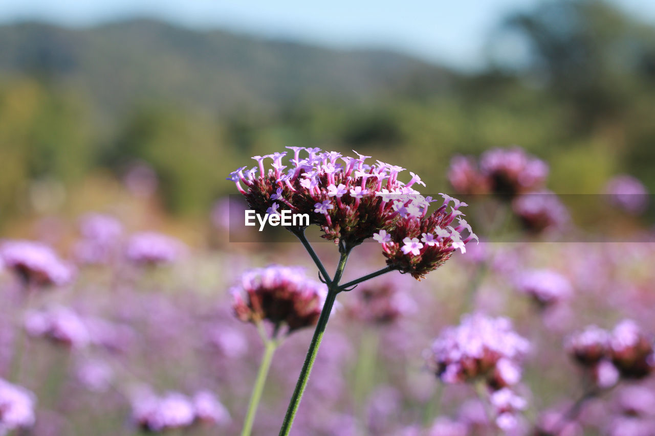 flower, flowering plant, plant, beauty in nature, nature, freshness, fragility, close-up, purple, pink, focus on foreground, animal wildlife, no people, blossom, growth, flower head, macro photography, wildflower, animal themes, environment, animal, outdoors, botany, meadow, food, inflorescence, day, springtime, landscape, summer, sky, land, petal, insect, selective focus, field, food and drink