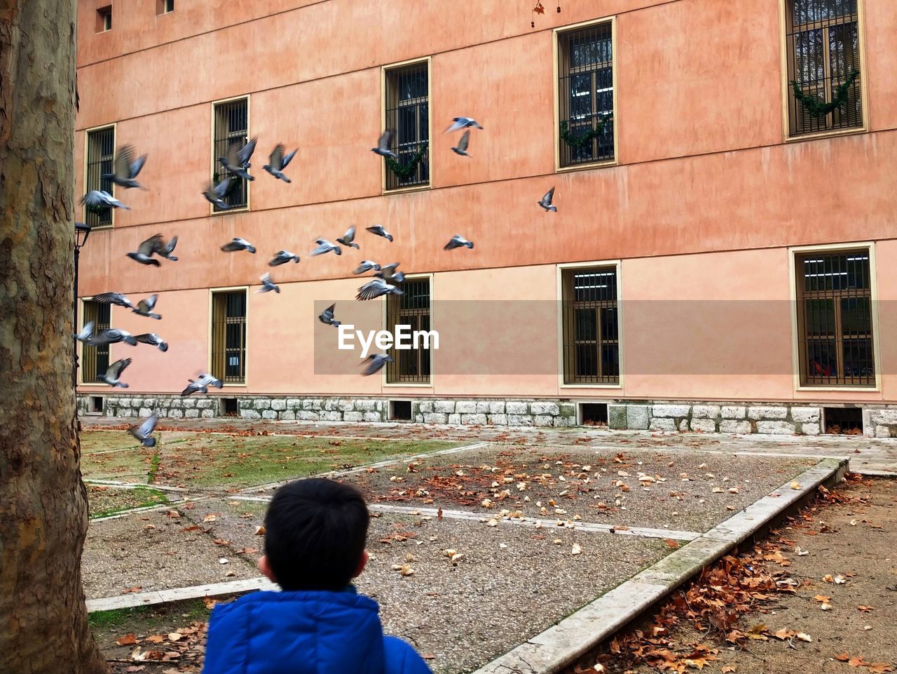 A boy looking at the pigeons flying