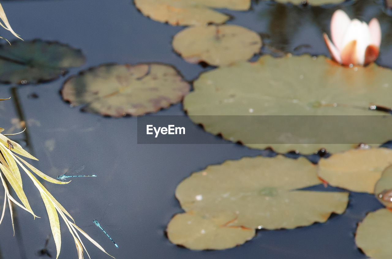 CLOSE-UP OF WATER LILY LEAVES FLOATING ON LAKE