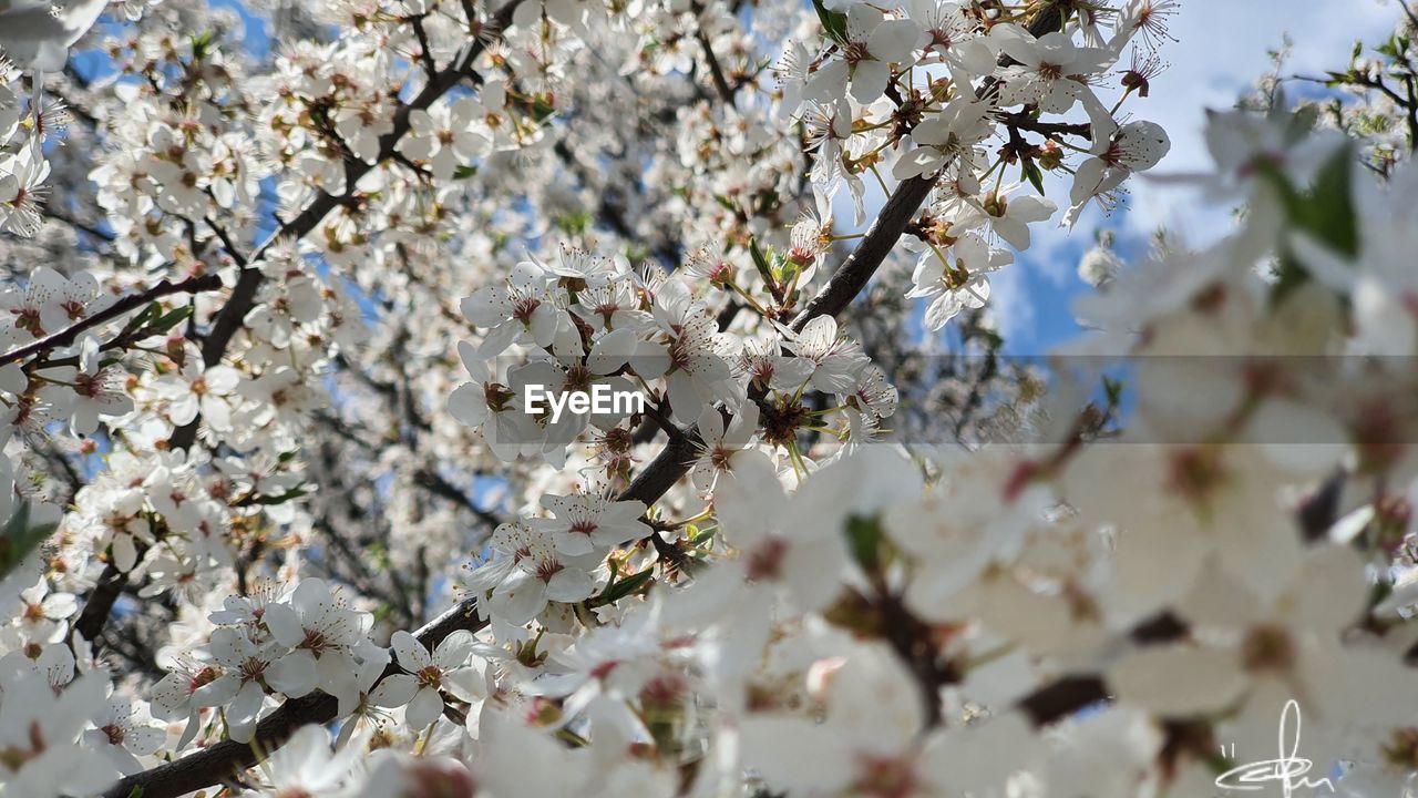 Close-up of white cherry blossom plant