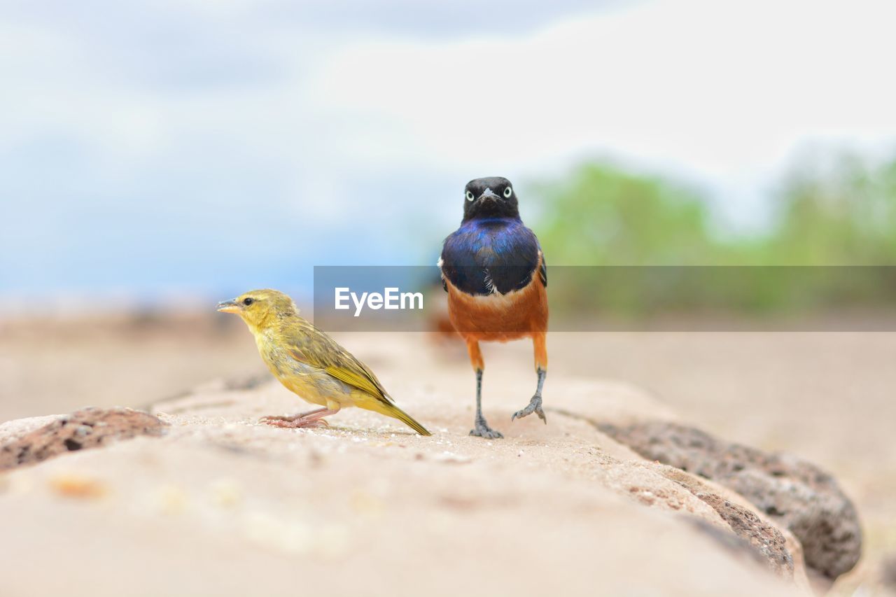 Close-up of birds perching on rock against sky